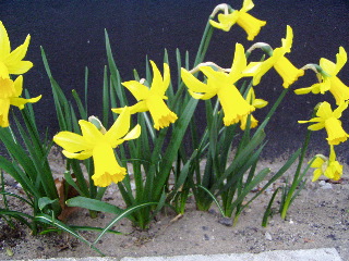 Daffodils in Bussum