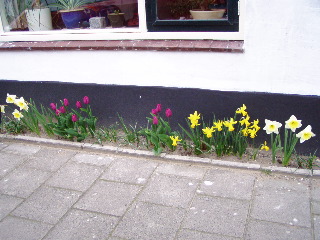 Spring flowers in Bussum