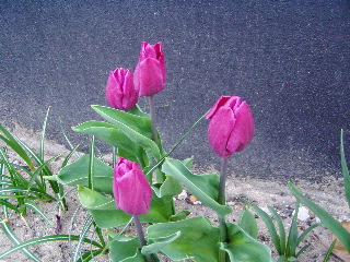 Purple tulips in Bussum