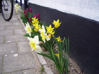 Flowers in Bussum