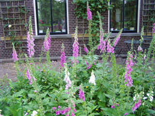 Foxgloves