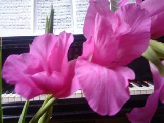 Gladiola and grand piano