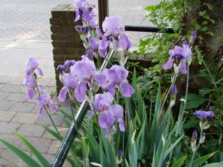 Purple iris