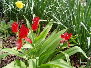 Tulip