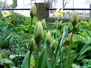 Closed tulips