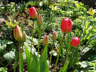 Tulips about to open