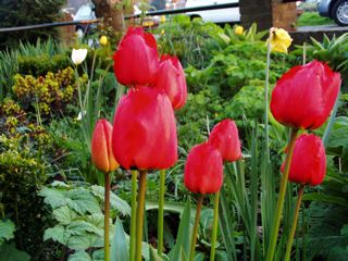 Red tulips in bloom