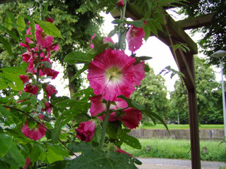 Vertical purple flower