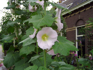 Vertical white flower
